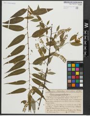 Foto von Salix amygdaloides Andersson